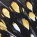 jungle cock cape